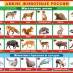 Дикие животные России