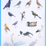 Перелетные птицы